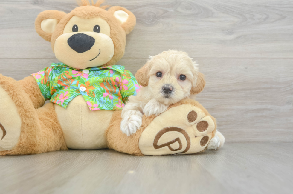 6 week old Maltipoo Puppy For Sale - Pilesgrove Pups