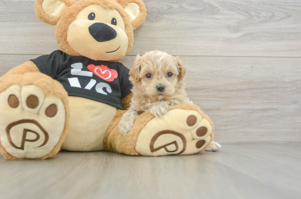 5 week old Maltipoo Puppy For Sale - Pilesgrove Pups