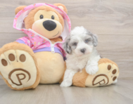 7 week old Maltipoo Puppy For Sale - Pilesgrove Pups