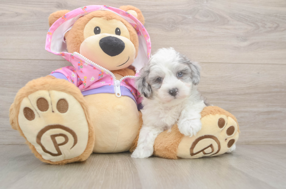 6 week old Maltipoo Puppy For Sale - Pilesgrove Pups