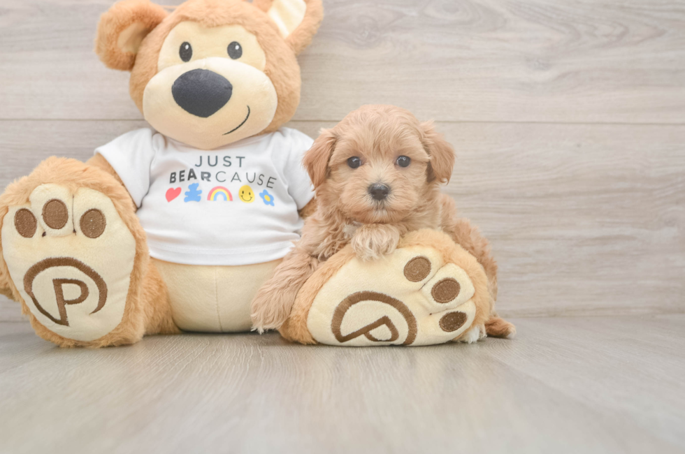 6 week old Maltipoo Puppy For Sale - Pilesgrove Pups