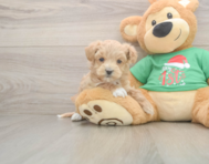 7 week old Maltipoo Puppy For Sale - Pilesgrove Pups