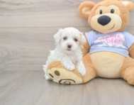 9 week old Maltipoo Puppy For Sale - Pilesgrove Pups