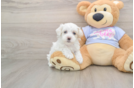 Maltipoo Pup Being Cute