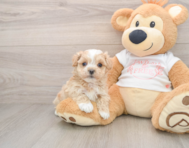 7 week old Maltipoo Puppy For Sale - Pilesgrove Pups