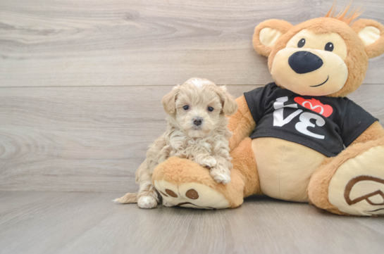 Fluffy Maltipoo Poodle Mix Pup