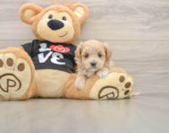 7 week old Maltipoo Puppy For Sale - Pilesgrove Pups