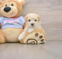 6 week old Maltipoo Puppy For Sale - Pilesgrove Pups