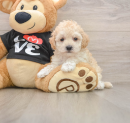 8 week old Maltipoo Puppy For Sale - Pilesgrove Pups