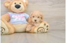 Best Maltipoo Baby