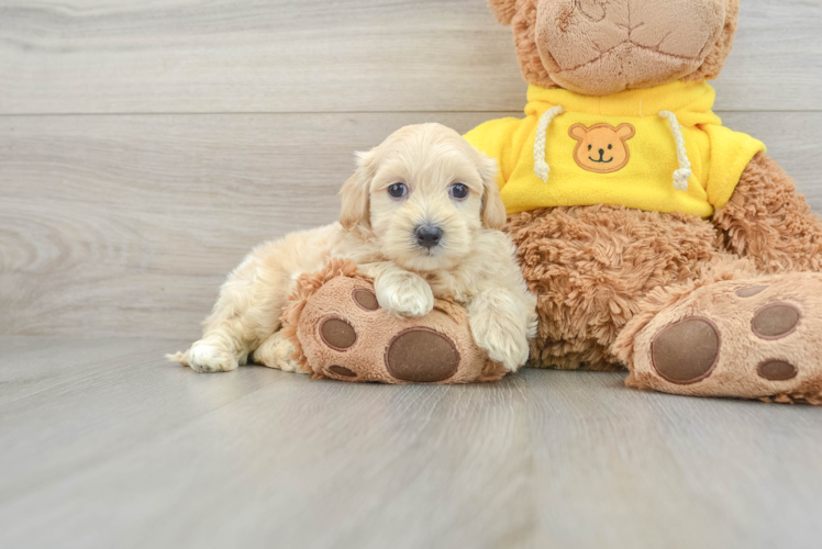 Best Maltipoo Baby