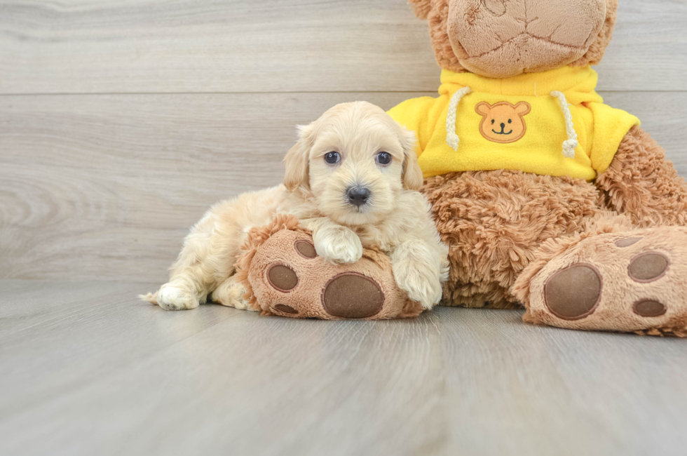 5 week old Maltipoo Puppy For Sale - Pilesgrove Pups