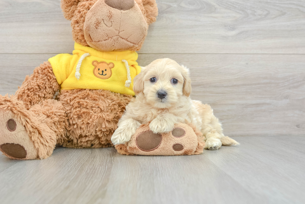 Maltipoo Pup Being Cute