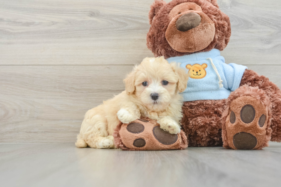 Cute Maltipoo Baby