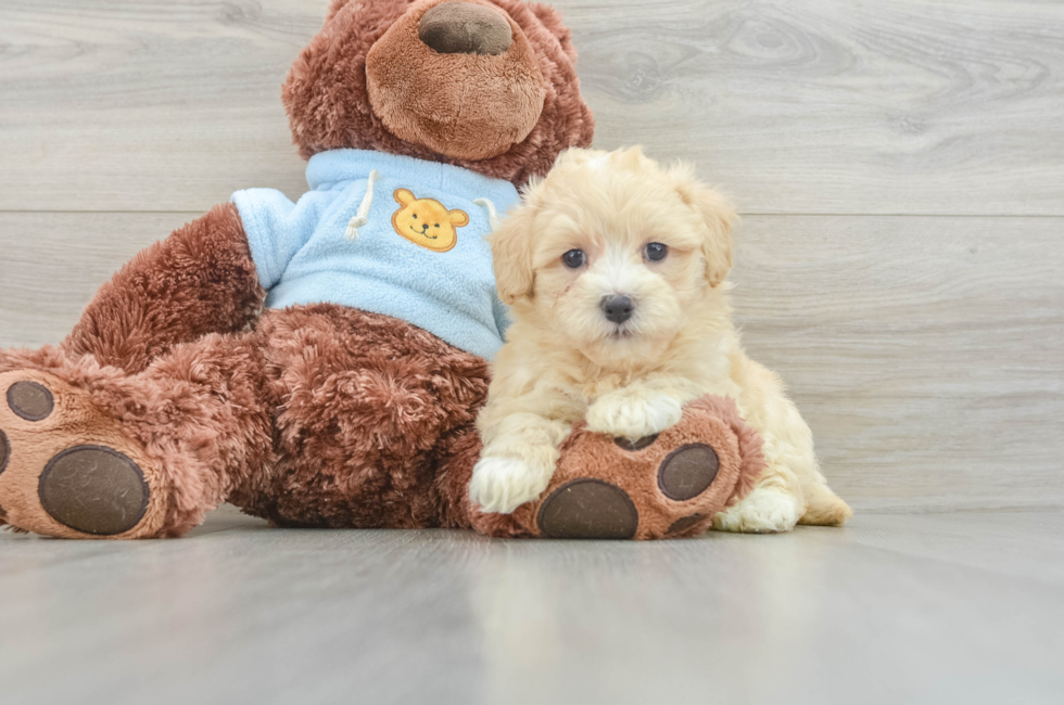 8 week old Maltipoo Puppy For Sale - Pilesgrove Pups