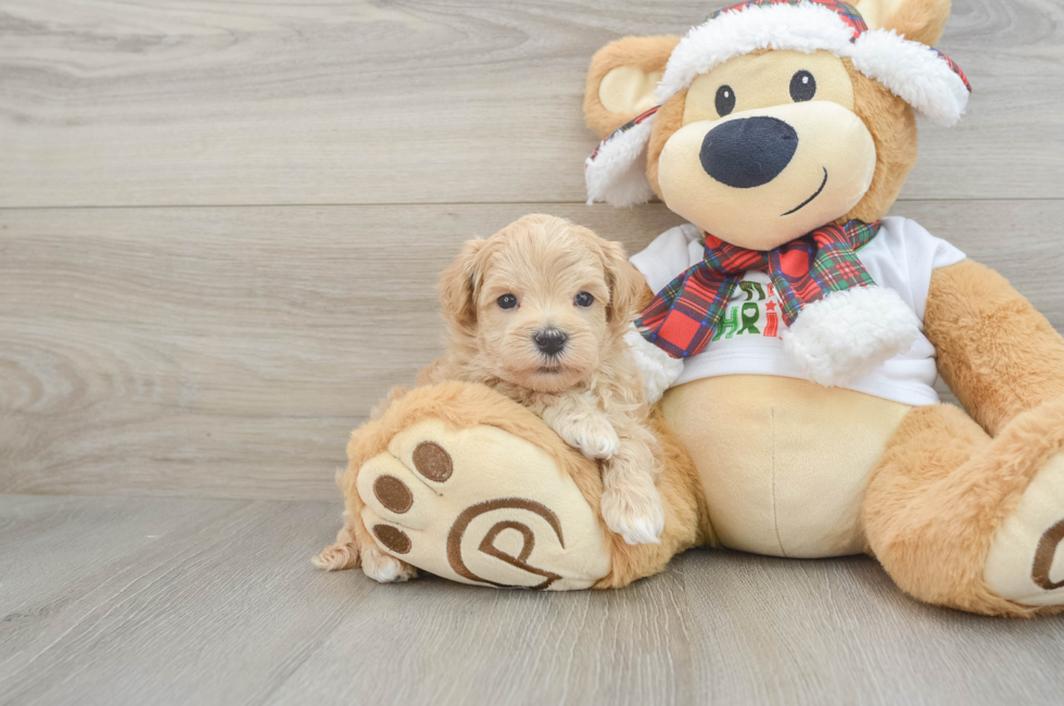 6 week old Maltipoo Puppy For Sale - Pilesgrove Pups