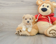 7 week old Maltipoo Puppy For Sale - Pilesgrove Pups