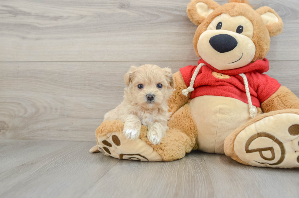 6 week old Maltipoo Puppy For Sale - Pilesgrove Pups