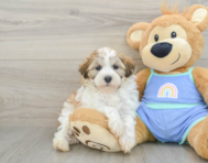 8 week old Maltipoo Puppy For Sale - Pilesgrove Pups