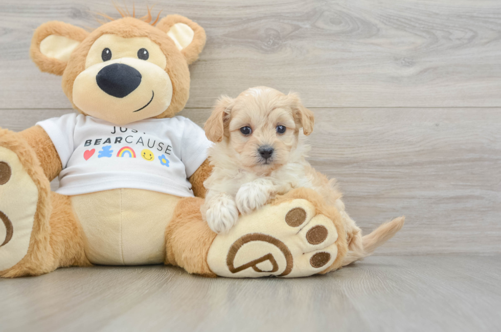 6 week old Maltipoo Puppy For Sale - Pilesgrove Pups