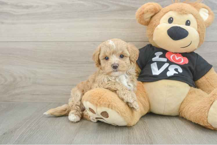 Small Maltipoo Baby