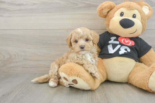 Small Maltipoo Baby