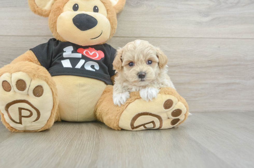 5 week old Maltipoo Puppy For Sale - Pilesgrove Pups