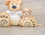 8 week old Maltipoo Puppy For Sale - Pilesgrove Pups