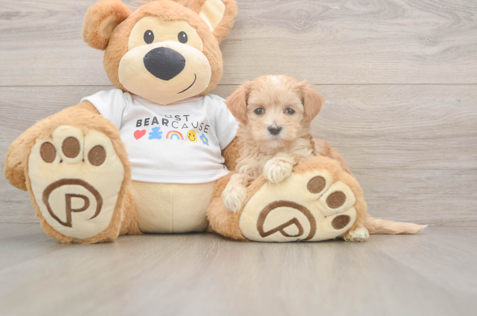 6 week old Maltipoo Puppy For Sale - Pilesgrove Pups