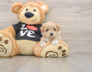 8 week old Maltipoo Puppy For Sale - Pilesgrove Pups
