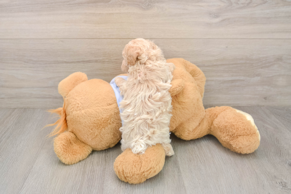 Petite Maltipoo Poodle Mix Pup