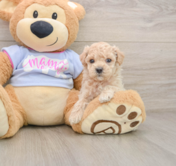 6 week old Maltipoo Puppy For Sale - Pilesgrove Pups
