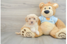 Best Maltipoo Baby