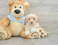 9 week old Maltipoo Puppy For Sale - Pilesgrove Pups