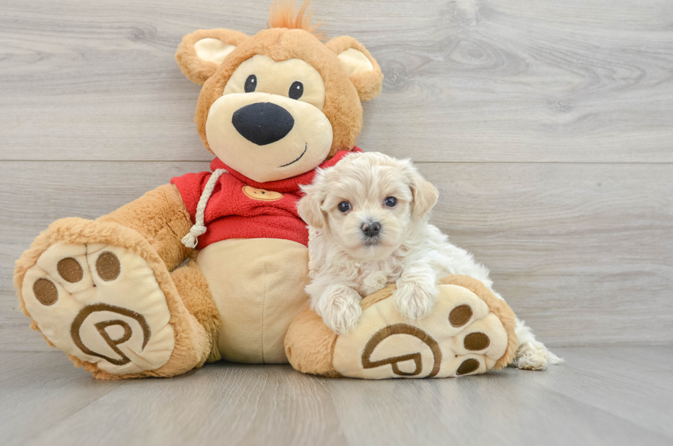 6 week old Maltipoo Puppy For Sale - Pilesgrove Pups