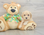 9 week old Maltipoo Puppy For Sale - Pilesgrove Pups