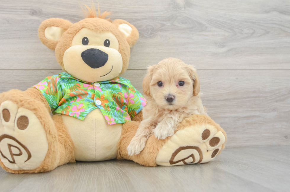 6 week old Maltipoo Puppy For Sale - Pilesgrove Pups
