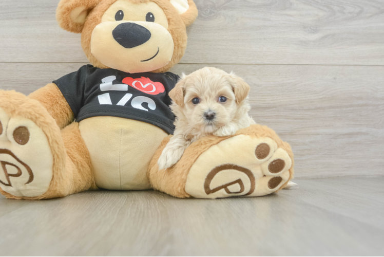 Smart Maltipoo Poodle Mix Pup
