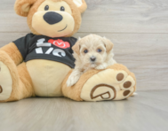 8 week old Maltipoo Puppy For Sale - Pilesgrove Pups