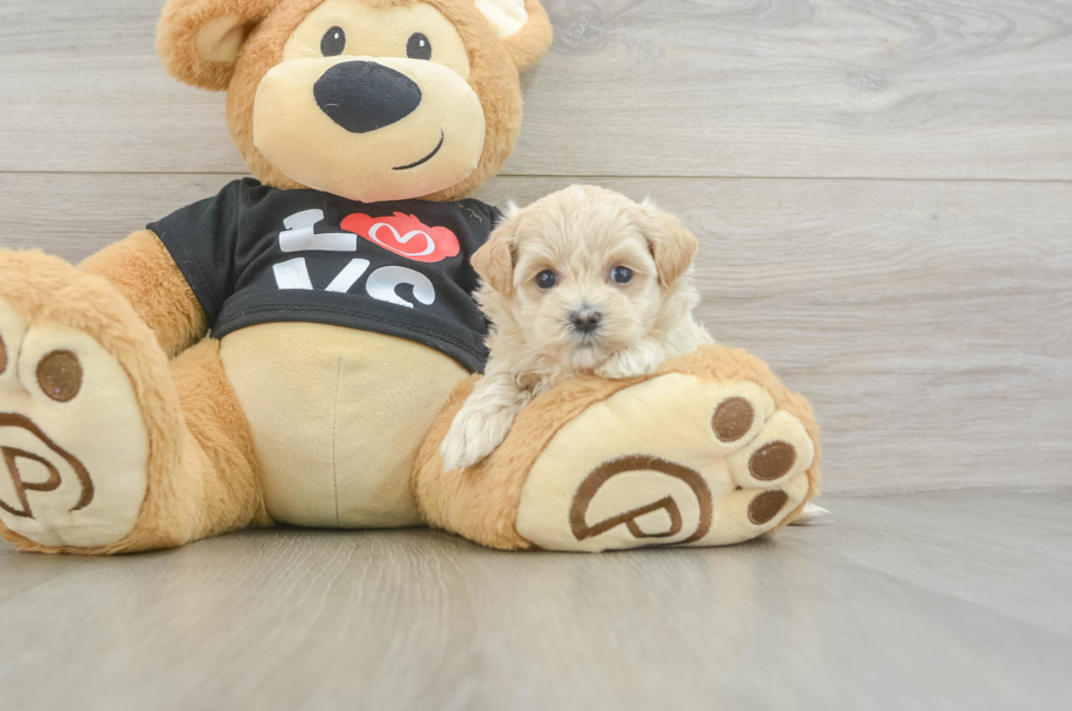 5 week old Maltipoo Puppy For Sale - Pilesgrove Pups