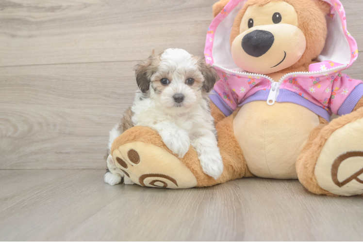 Sweet Maltipoo Baby
