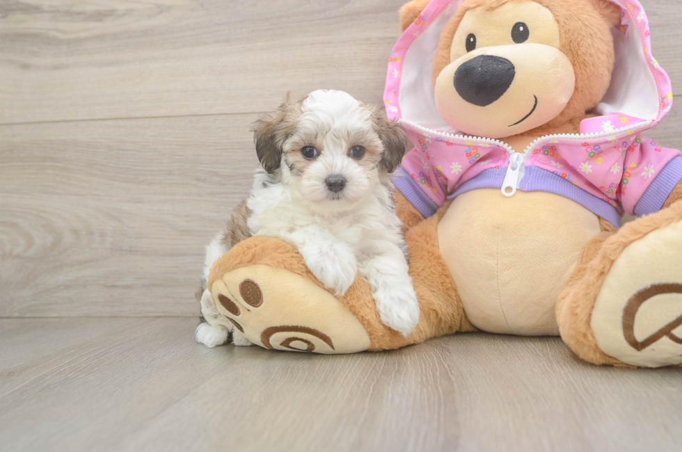 6 week old Maltipoo Puppy For Sale - Pilesgrove Pups
