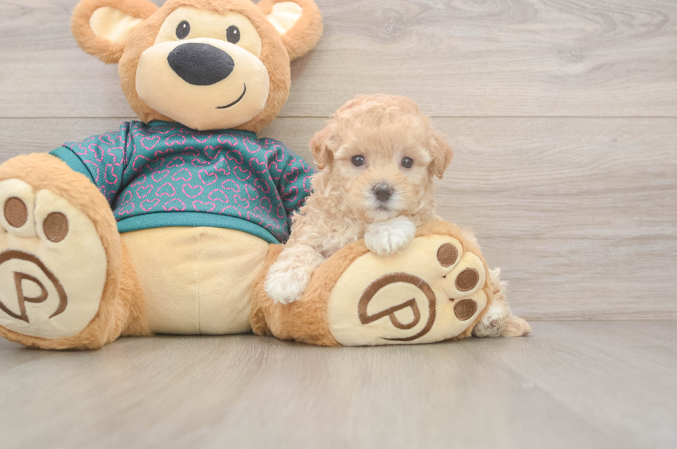 5 week old Maltipoo Puppy For Sale - Pilesgrove Pups