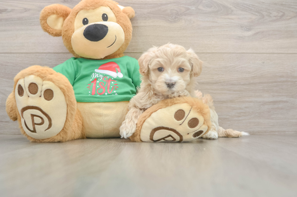 6 week old Maltipoo Puppy For Sale - Pilesgrove Pups