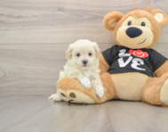 8 week old Maltipoo Puppy For Sale - Pilesgrove Pups