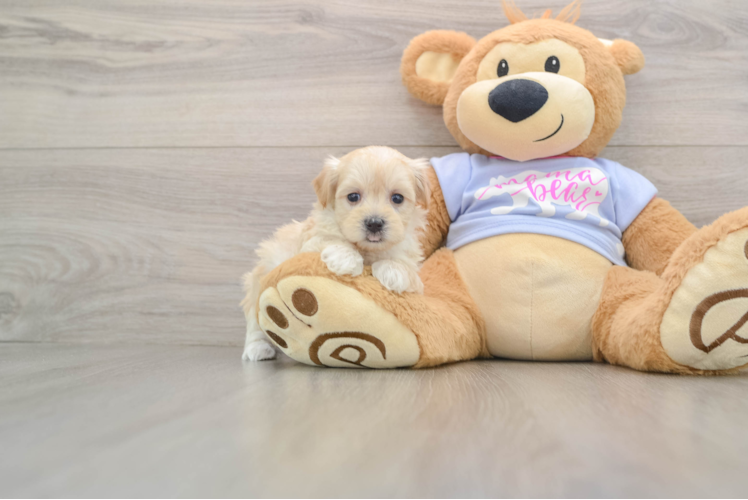 Little Maltidoodle Poodle Mix Puppy