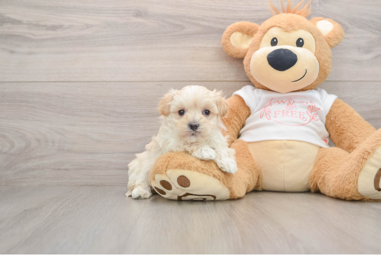 Maltipoo Pup Being Cute