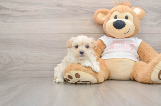Maltipoo Pup Being Cute