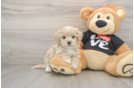 Petite Maltipoo Poodle Mix Pup