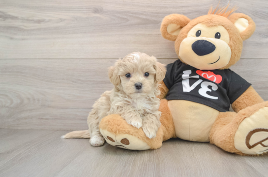 Petite Maltipoo Poodle Mix Pup